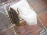 タガメ