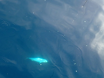 PA071471