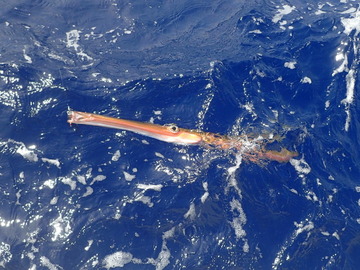 P5045523