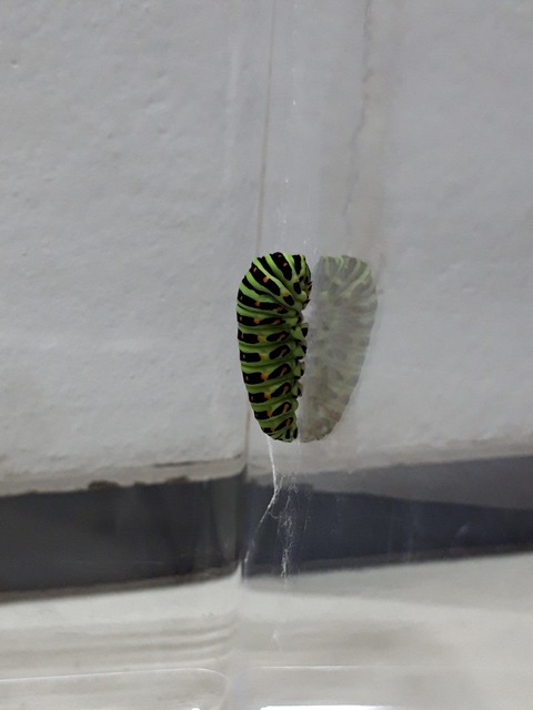 20180903_082955