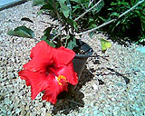 2006_4