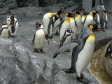 ペンギン☆