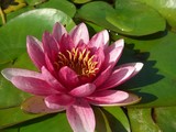 Montjuic-flower