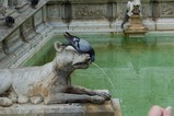 drinking water