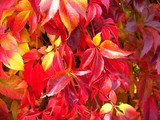 Autum 2