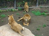 ライオン