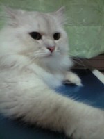 Hime_20080821.jpg