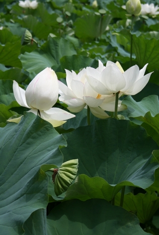 madarahasu_6