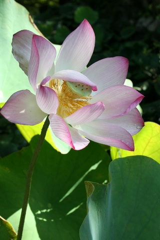 kodaihasu