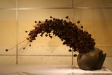 karehasu