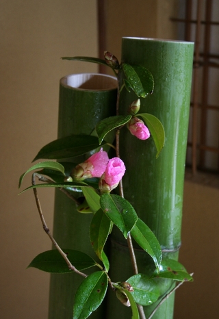 tarokajya