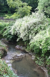 unohanagaki