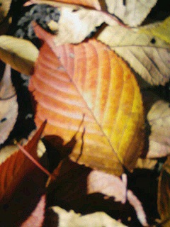 081120_1142~01