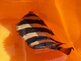 P11109101