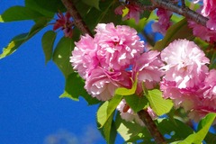 IMGP0318
