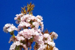 IMGP0313