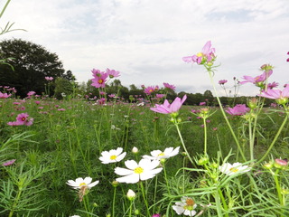 昭和記念公園02