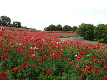 昭和記念公園09