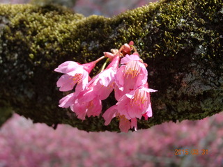 小金井公園08