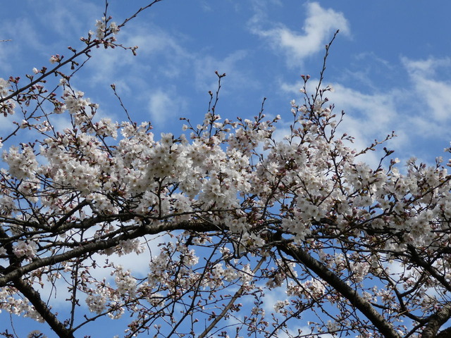 小金井公園04