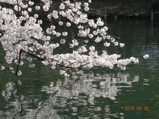 井の頭公園06