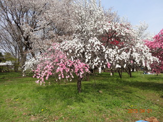 小金井公園03