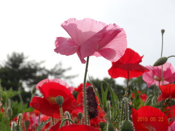 昭和記念公園08