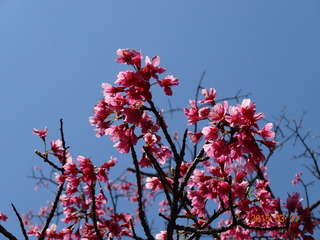 小金井公園07