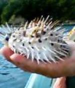 ハリセンボン２