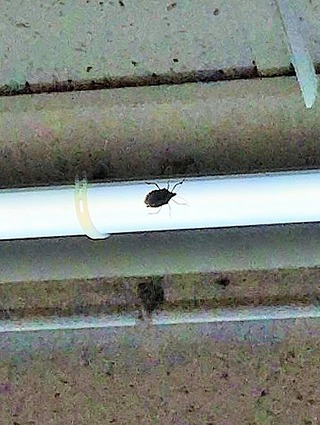 クリックで拡大