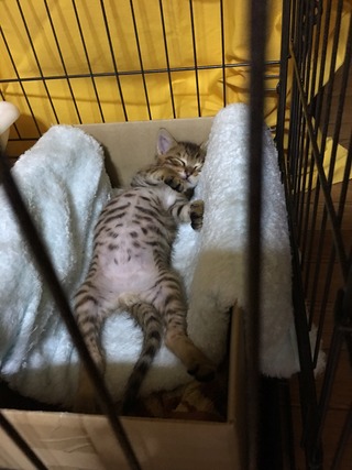 クリックで拡大