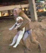 犬猿