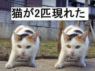 ¥¯¥ê¥Ã¥¯³ÈÂç