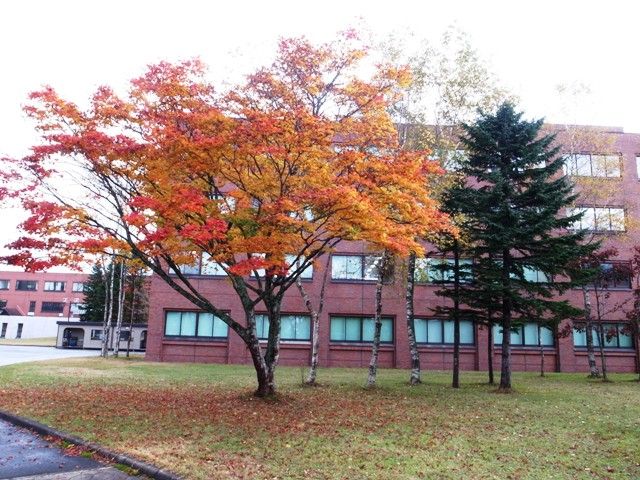 紅葉
