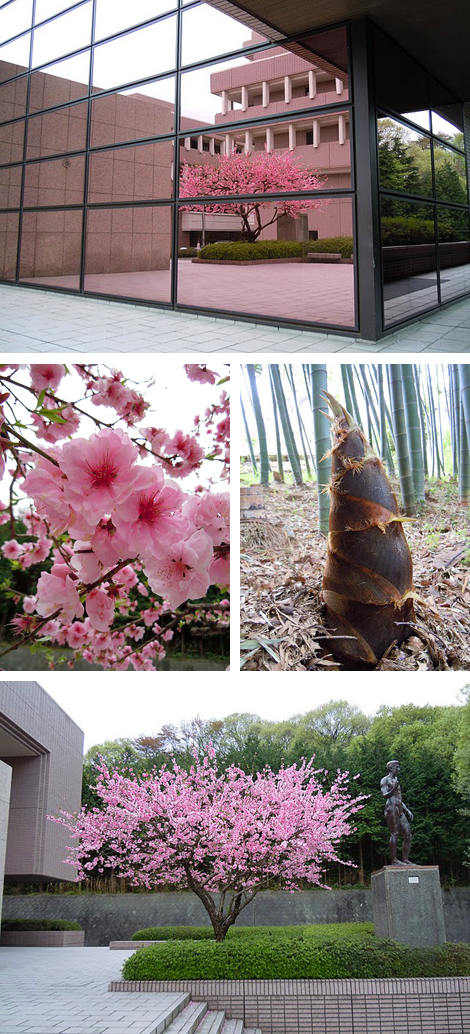 八重桜
