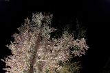 sakura2010_2