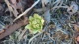 蕗の薹