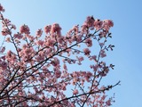 刈田神社の桜2