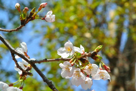日本工学院 蒲田キャンパス 桜 さくら