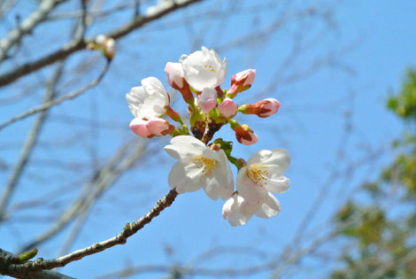 日本工学院 蒲田キャンパス 桜 サクラ
