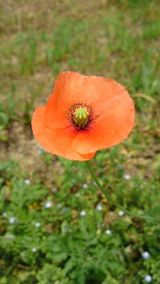 PAP_0013_small