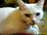 ねこ