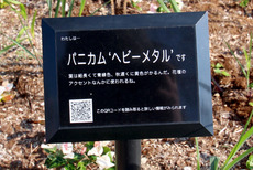 パニカムヘビーメタル