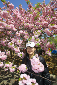 桜3