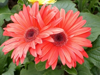 1585013e.jpg