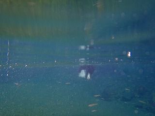 三之公皮② 033
