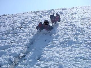 雪のさくら坂 286