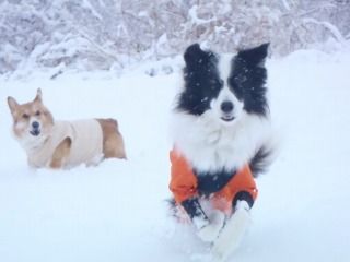 雪のさくら坂 006