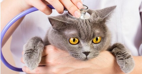 16b2372131033498b983f5b14b240052-large