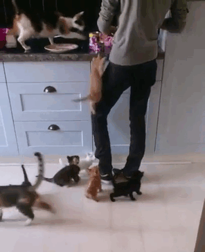 funny-cats-being-jerks-14-5aba0a96313f7__700